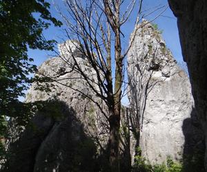 Witkowe Skały w Dolinie Szklarki na Wyżynie Olkuskiej