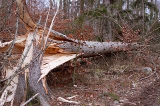 Wichury nad Polską. W całym kraju połamane drzewa i uszkodzone dachy. Jak było w Olsztynie?