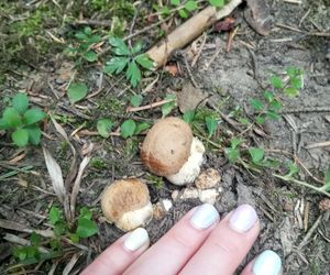 Taaaakie grzybobranie w Świetokrzyskiem. Królują borowiki szlachetne i ceglastopore