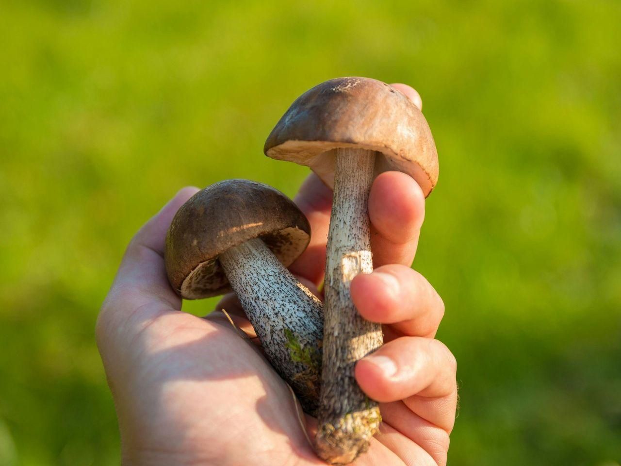 Czy można mrozić surowe grzyby, czy lepiej najpierw je ugotować? Odpowiadamy ESKA2