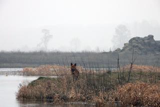 Rudy utknął na rozlewiskach Narwi – pomogli strażacy
