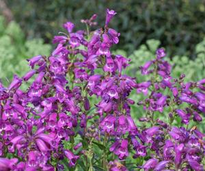 Penstemon