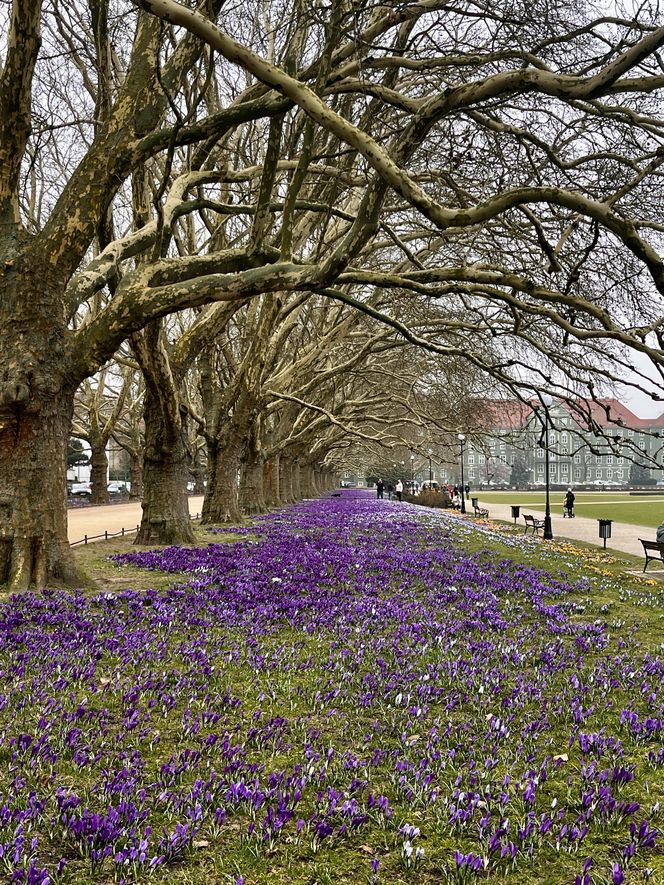 Krokusy Szczecin 2025 