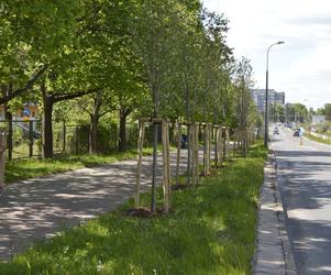 Nowe drzewa w Olsztynie. Do końca przyszłego roku przybędzie ich ponad 2800 [FOTO]