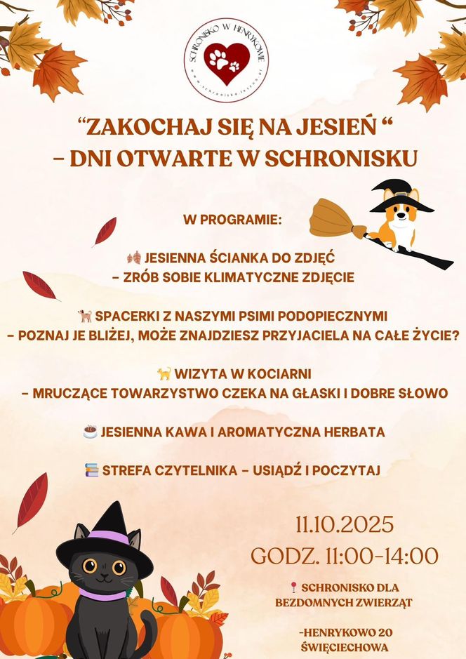 Tak dużo kotów dawno tam nie było. Schronisko w Henrykowie koło Leszna zaprasza na dni otwarte