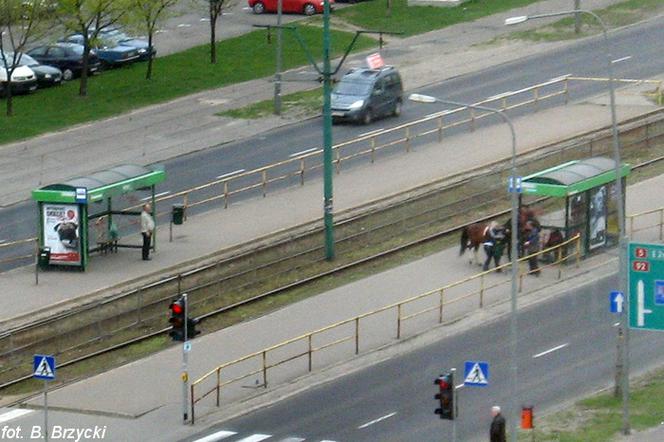 Gdy na przystanku zamiast tramwaju pojawia się koń