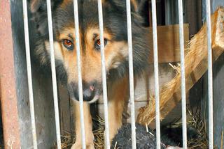 To burek udawał BESTIĘ!