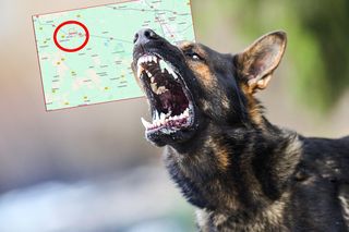 Straszna śmierć w Poddębicach. Psy zagryzły mężczyznę? Śledztwo prokuratury