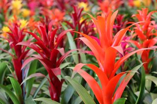 Guzmania