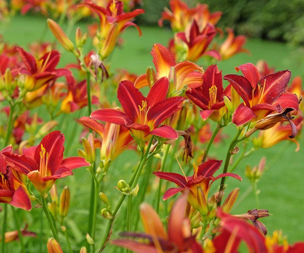 Liliowce 