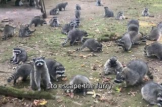 Inwazja szopów! Sto osobników zaatakowało dom kobiety. Przerażające!