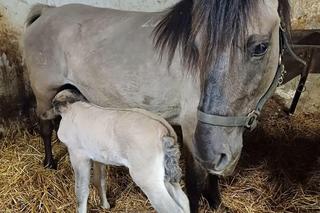 konik polski