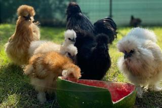 Zaczął hodować kury, gdy miał 12 lat. Teraz 19-latek spod Bydgoszczy ma duże stado i właśnie otworzył jajomat [GALERIA]