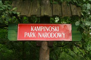 TŁUMY w Kampinoskim Parku Narodowym! Nie ma gdzie zaparkować