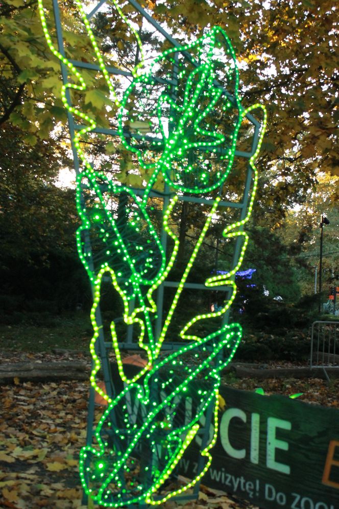 "Garden of Lights" ponownie rozświetlił wrocławskie zoo