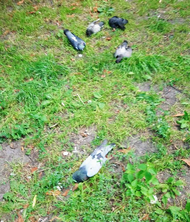 Ktoś otruł gołębie przy Placu Nowowiejskim