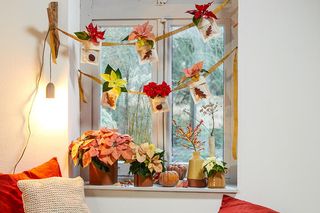 Gwiazda betlejemska - pielęgnacja