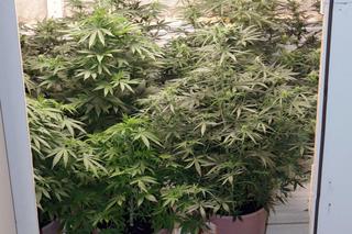 Posiadał plantację marihuany i ponad 1 kg narkotyków. 35-latek został zatrzymany przez koszalińskich kryminalnych 