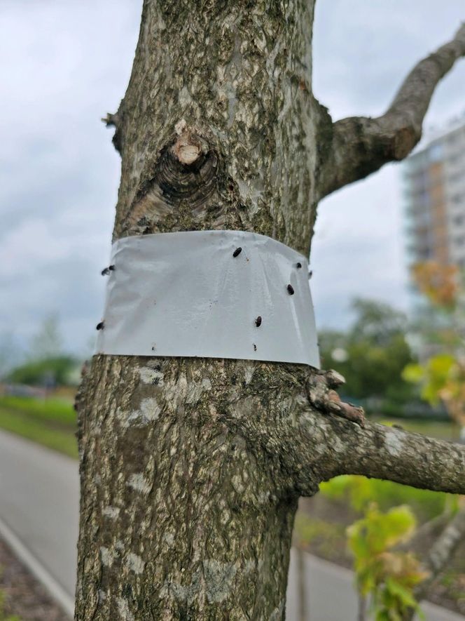Szkodnik zaatakował drzewa w parku na Ursynowie