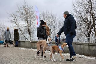 Na tym spacerze rządziły charty! Tak Lubelska Chartoterapia zagrała dla WOŚP