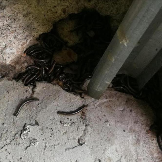 Krocionogi nie dają żyć mieszkańcom Strzemieszyc