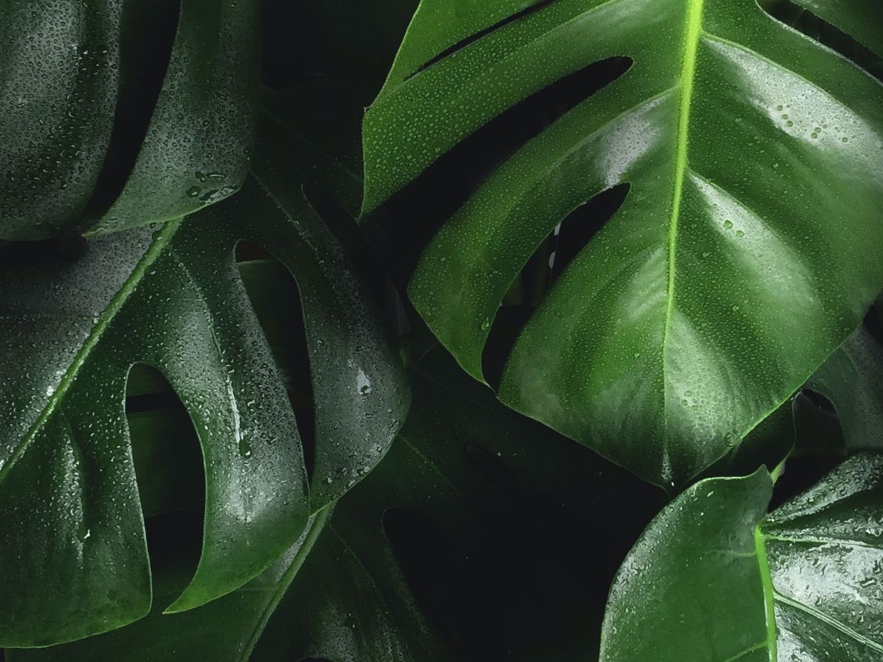 monstera weiße flecken kaufen Monstera Variegata Steckling