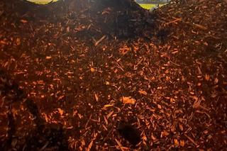 Jeże zmielone na miazgę