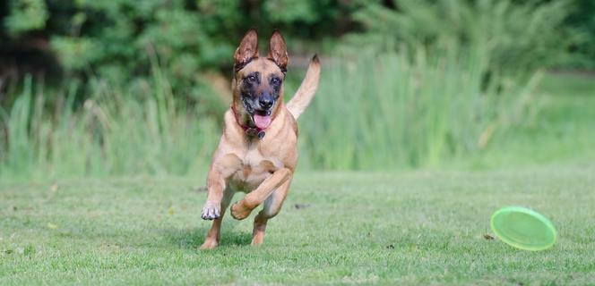 Owczarek belgijski malinois