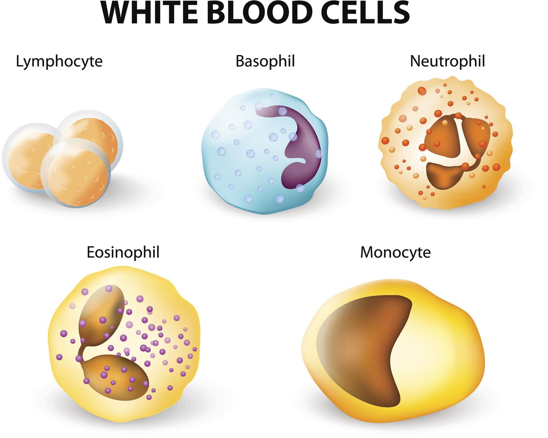 leukocyty-krwinki-bia-e-budowa-funkcje-i-podzia