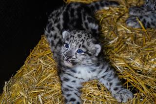 Spójrzcie na te słodkie oczka! Młode pantery śnieżne przyszły na świat w ZOO Wrocław