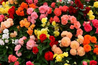 Begonia bulwiasta - wszystko o sadzeniu, uprawie, pielęgnacji i zimowaniu
