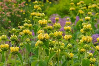 Żeleźniak żółty = żeleźniak Russela - Phlomis ruseliana