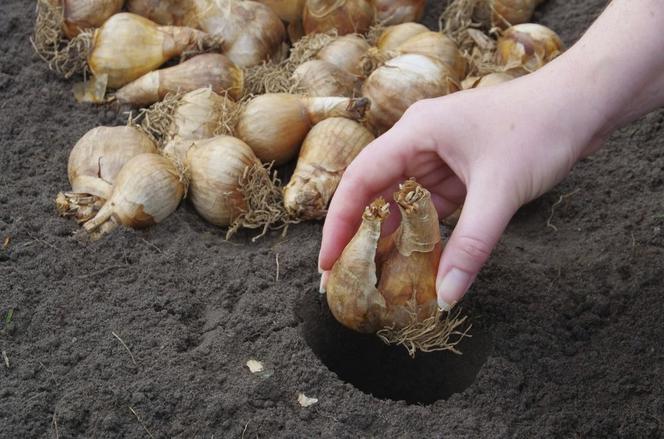 Sadzenie cebulek kwiatowych