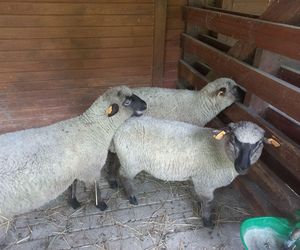 Mini ZOO w Lesznie ma nowych mieszkańców. To owce, konie i osioł