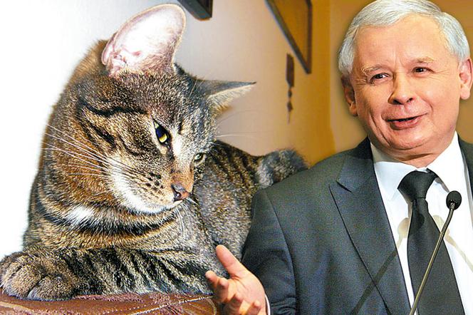 Jarosław Kaczyński o swojej kotce Fionie: To najdziwniejszy kot jakiego miałem