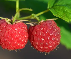 Plantatorzy nie będą zrywać malin. Protestują przeciwko trudnej sytuacji na rynku