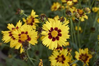 Nachyłek wielkokwiatowy