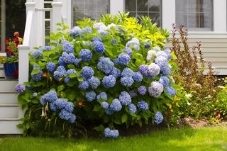 Trujące rośliny w ogrodzie