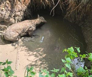 Cielak wpadł do głębokiego wykopu. Na pomoc ruszyli strażacy
