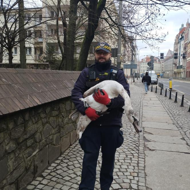 Zbłąkany łabędź wybrał się na spacer po jarmarku we Wrocławiu. „Szukał świątecznego nastroju”