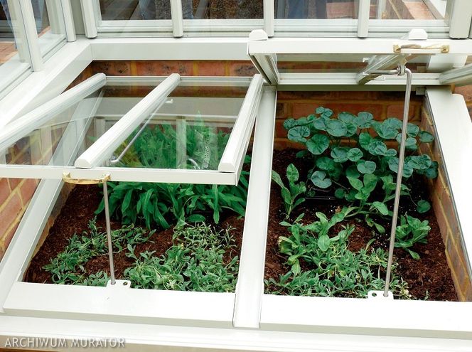 Jak przyspieszyć wzrost roślin? Poznaj sposoby na przyspieszenie uprawy roślin w ogrodzie