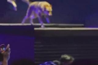 Wstrząsające sceny w teatrze. Na widownię nagle wybiegło 30 wilków! Wielka panika