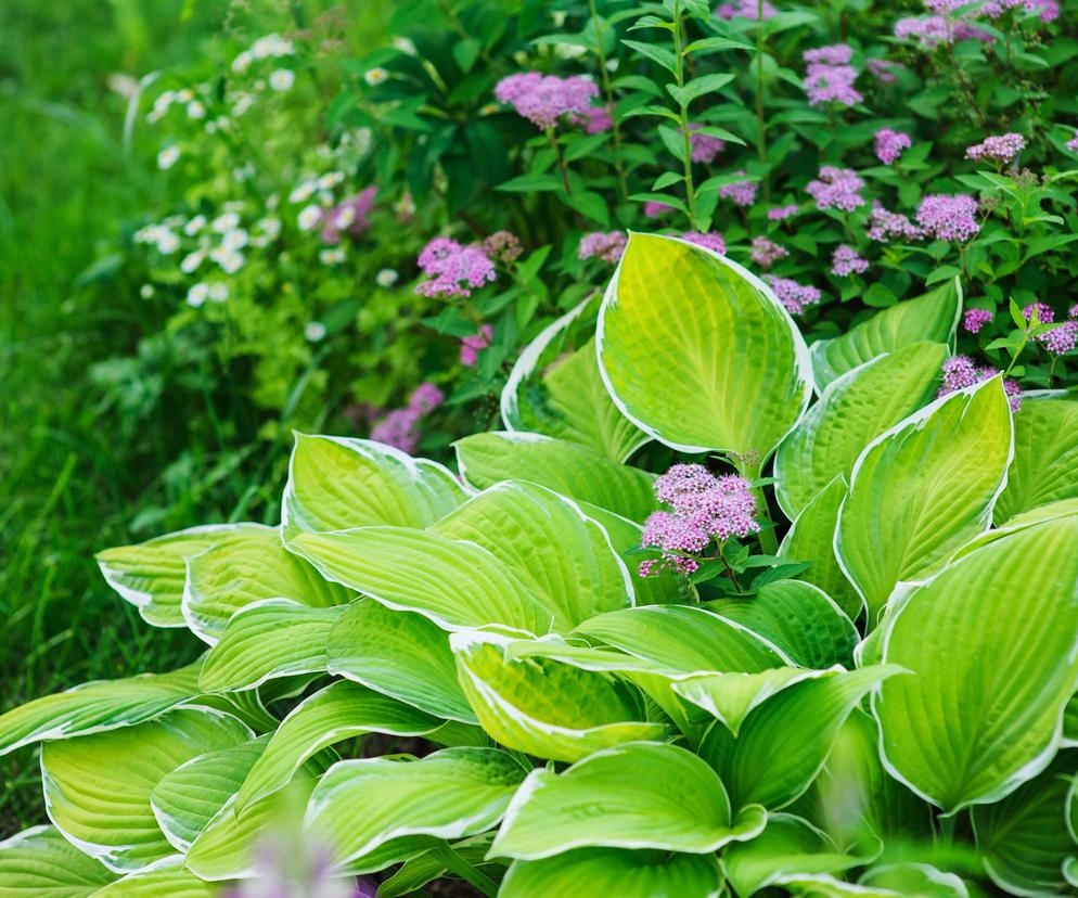 Bylina do cienia - funkia (Hosta)