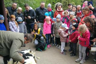 Owce z myślęcińskiego zoo pozbyły się nadmiaru wełny. Zobaczcie, jak wyglądało ich strzyżenie! [ZDJĘCIA]