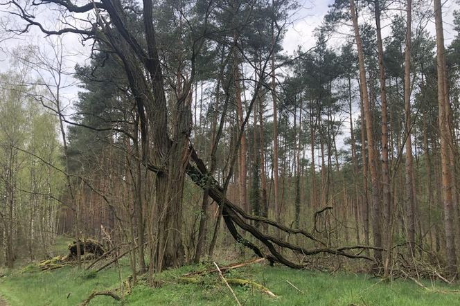 Liczą straty po wichurze
