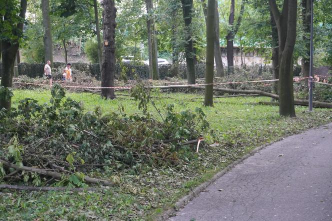 Połamane drzewa w Parku Miejskim w Kielcach po nawałnicy