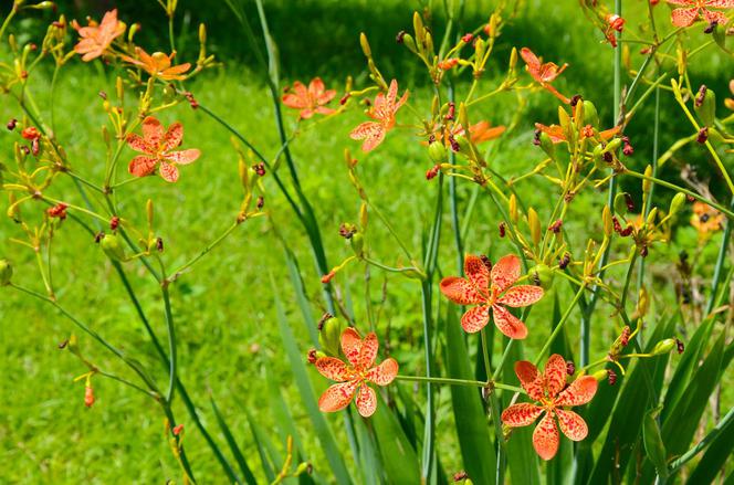 Belamkanda chińska  - Belamcanda chinensis
