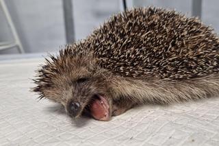 Ekostraż ratuje nie tylko psy i koty. Ile kosztuje leczenie jeża? Zobacz, jak ono wygląda