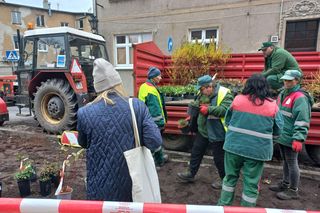 Zamiast asfaltu klomby z roślinami. Zmiany na Tylnej i Wałowej w Lesznie