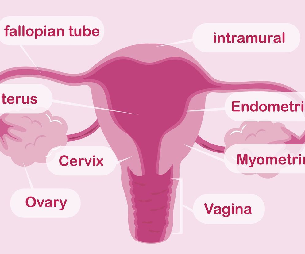 Macica potrafi podczas ciąży kilkukrotnie zwiększyć swoją objętość.